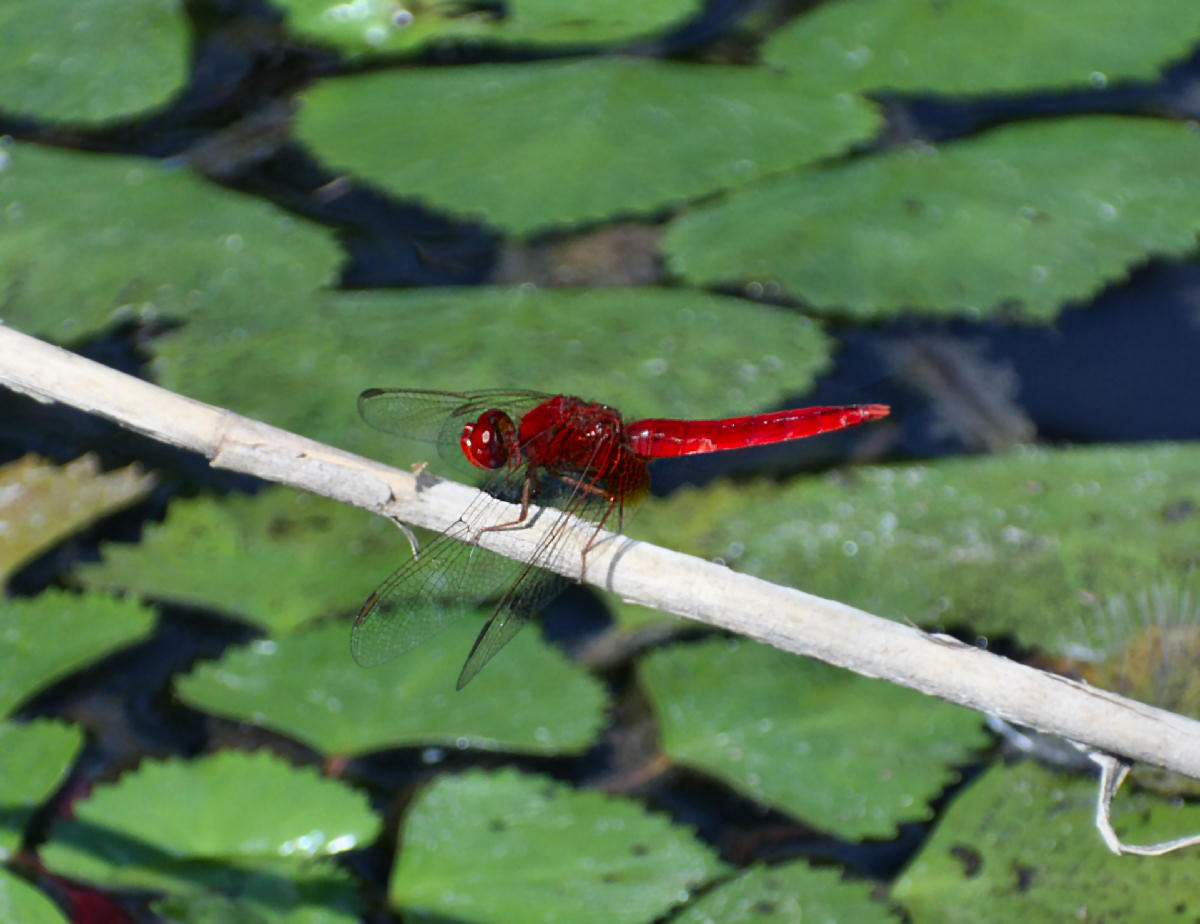 libellula da identificare